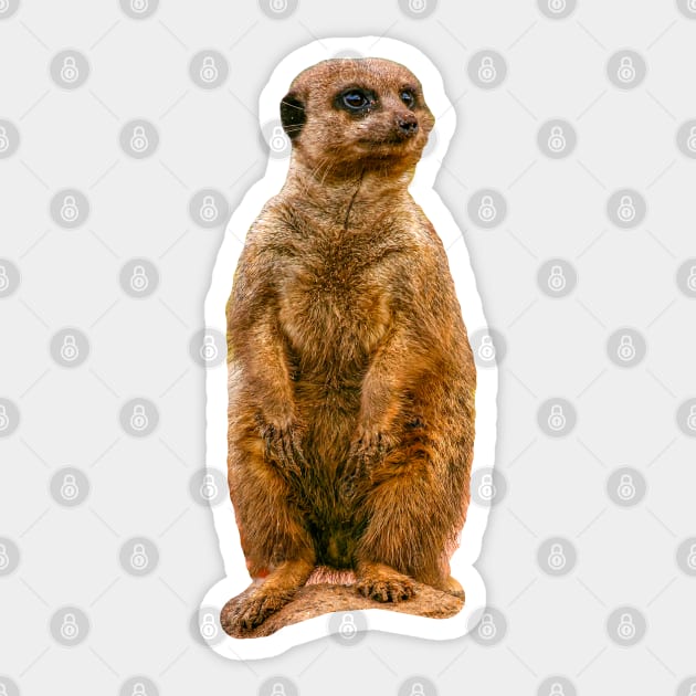 Alert Meerkat Sticker by dalyndigaital2@gmail.com